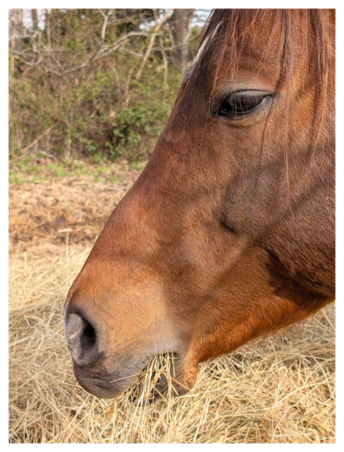 close-up profile of the head of a chestnut-colored horse with a mouthful of hay in a rural corral. 