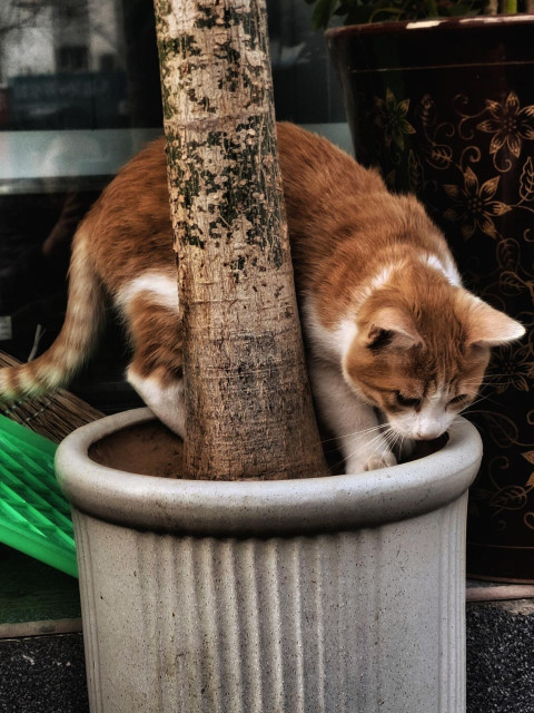 Ginger cat frolicking in a plant pot