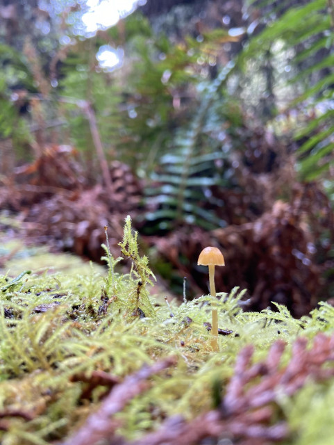 A single parasol mushroom on a thin stem grows from a patch of moss, with a dark green fern in the background. 