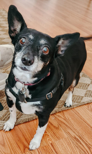 Cute dog waiting for her treat.