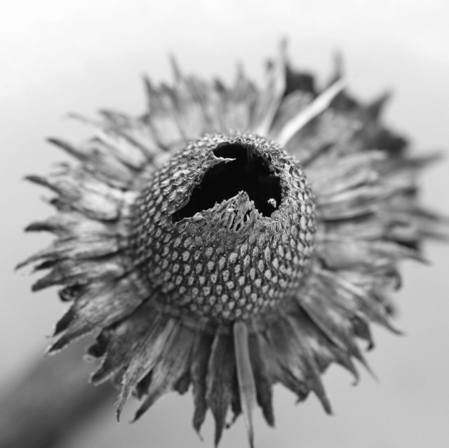 Black and white macro photograph of a dead and dried echinacea flower in winter, still clinging to its stem, taken from above. Its central cone with its diamond pattern no longer has seeds, which have been eaten by birds, and its tip is perforated and frayed in the center and in focus, while the crown of sepals is just below, like a skirt, not in focus.

Photographie macro en noir et blanc d'une fleur d'échinacée en hiver, morte et séchée mais tenant encore sur sa tige, prise du dessus. Son cône central au motif de losanges n'a plus de graines, mangées par les oiseaux, et sa pointe est trouée et effilochée au centre et au focus, alors que la couronne de sépales est juste en dessous, comme une jupe, pas au focus.