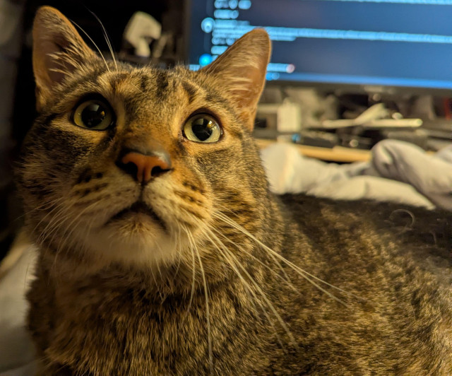 Waffles the three-legged, chonky, tabby cat, lying on the bed, looking just above the camera, with a computer monitor in the background.
