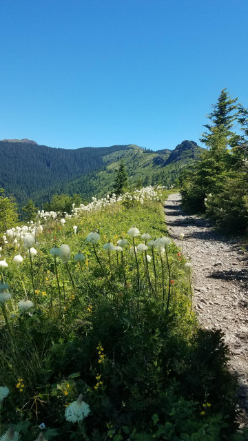 A stony path beside a profusion of tall, white, globular flowers on a clear sunny day.