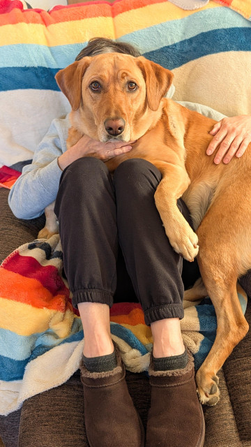 Golden lab shared a blanket covered brown recliner with a grandma wearing brown Uggs and black sweatpants. Summer looks extra good because her groomer was here yesterday. 