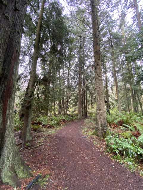 A curving trail through a forest of evergreens, lined with ferns