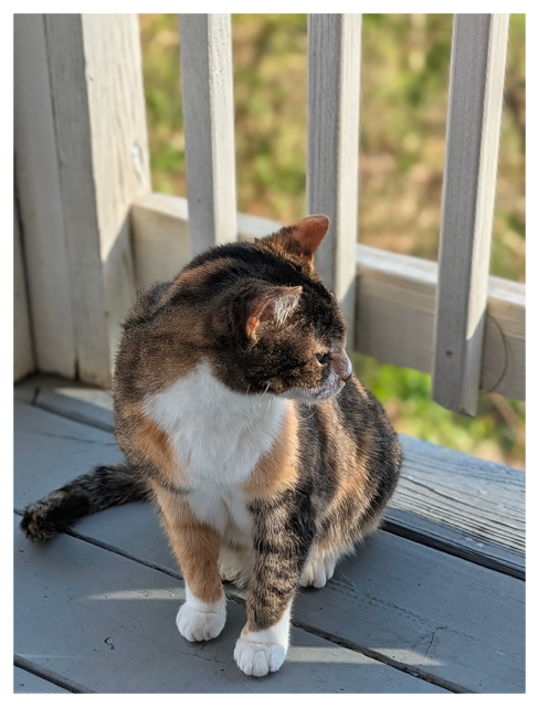 high-angle close-up of a calico cat sitting on a gray wooden porch, close to the white railing with out of focus green plants in the background.