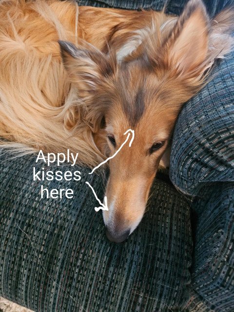 Close photo to Boomer the Collie's face. Instructions have been added to "Apply kisses here", with arrows to the blaze on  her nose and the tip of her widow's peak. 