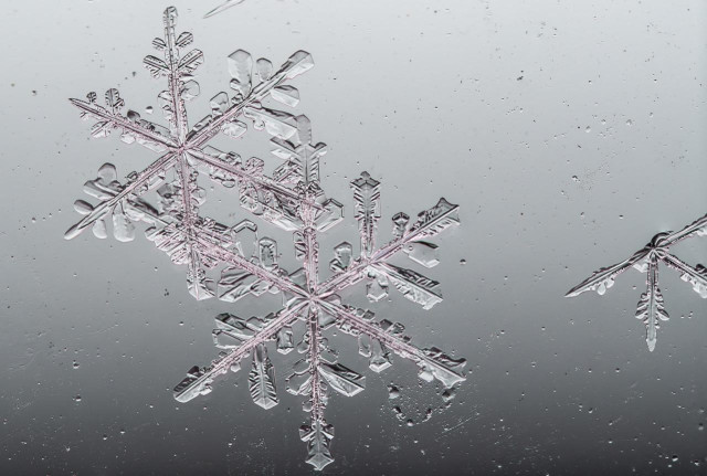 Two snowflakes resting on a car window, photographed in extreme close-up against a smooth gray glass surface. The main snowflake at center-left displays a classic six-armed dendrite structure with intricate branching patterns, smaller side branches, and flat hexagonal plate sections at the arm tips. The crystal is translucent and nearly colorless with a faint pink tint. The six arms show subtle asymmetry. Each follows the same general pattern but with small differences in branching detail. A second partial snowflake is visible at the far right edge of the frame, showing only two arms. Small condensation droplets are scattered across the glass surface in the background. Fairbanks, Alaska.
