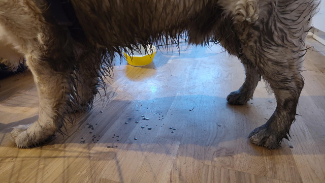 Svarta ven och mage på en skitig Golden retrievervalp.