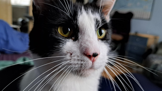 Close-up of a black & white cat's face. Her white whiskers are forward and she looks interested in something
