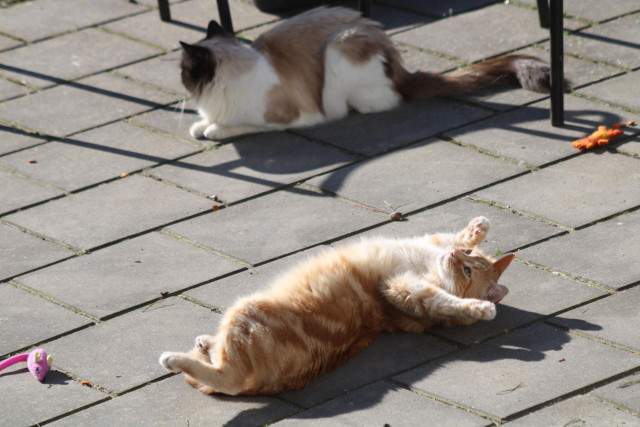 Neighbors cat and Washy on his back paws up