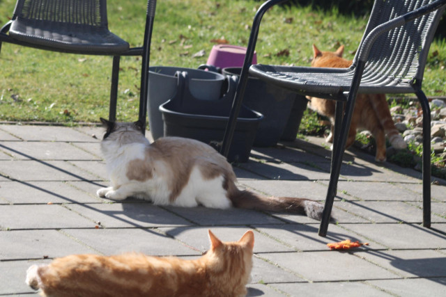 George, Washy and neighbors cat in our garden