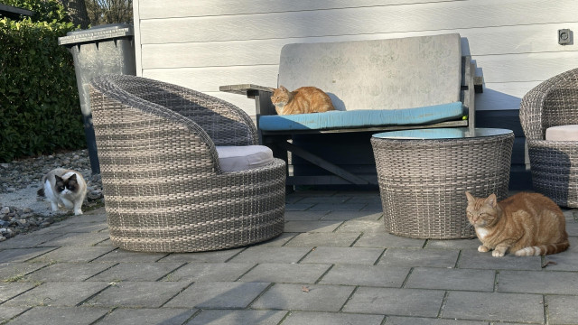 Neighbors cat, Washy and George together