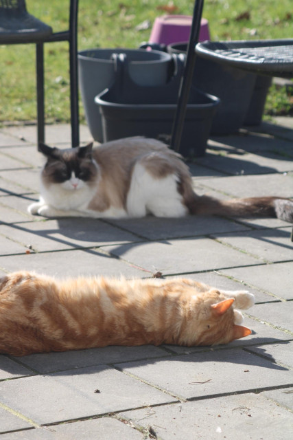 Washy stretching in the garden in front of neighbors cat