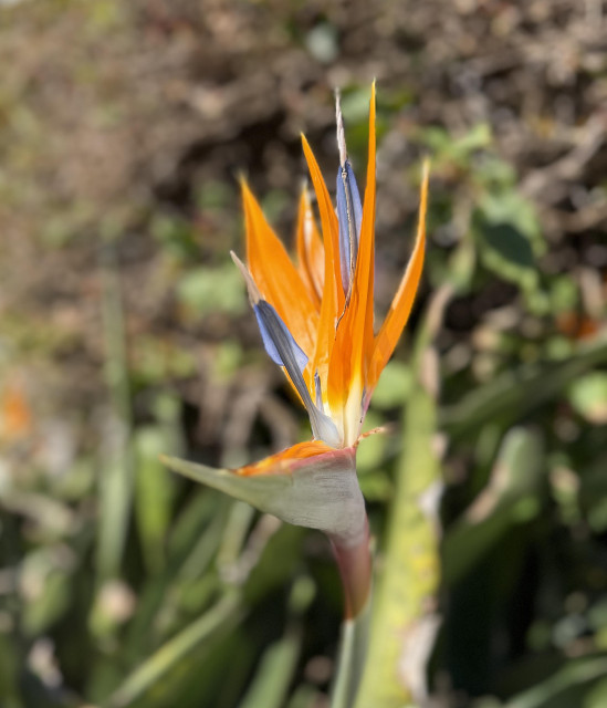 An exotic flower in the sunlight, with a blurry background of brown and green foliage. 
It’s a ‘bird of paradise’ flower with a long leaf at the bottom, gray-green, that comes to a sharp point like a crane’s beak. A little orange and gold rise above the back of the leaf’s edge showing where the petals spring from. 

Rising straight up from the back of the leaf are several orange-golden and two light gray-blue ‘petals’, some curving slightly, but all coming to sharp points at the top. They resemble a bird’s crest feathers.
