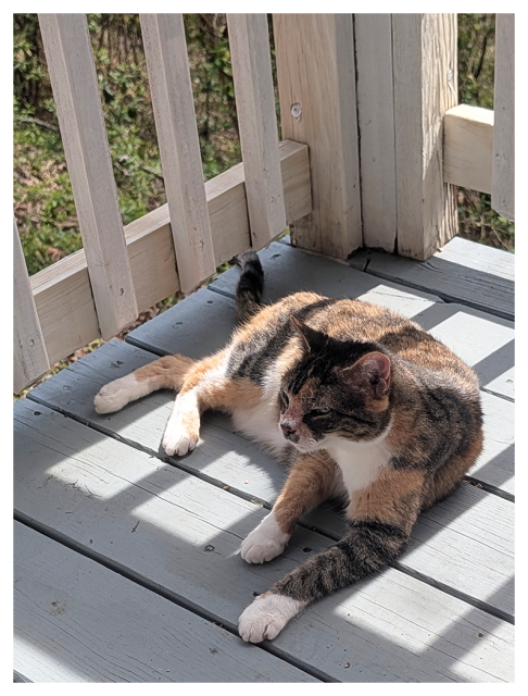 calico cat with white paws lounges on a sunlit wooden porch, surrounded by light-colored vertical railings. sunlight casts shadows on the gray-painted floorboards, and some greenery is visible through the railing slats