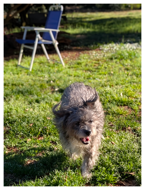 a  fluffy, gray dog runs toward the camera on sunlit green grass, ears aloft, mouth open and tongue visible. in the blurred background, a blue and white folding chair sits empty under the shade of trees