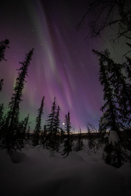 Bright purple and green aurora borealis fills the night sky over the Goldstream Valley near Fairbanks, Alaska. Two narrow green curtains streak upward from lower left toward the upper right, surrounded by a broad diffuse purple and magenta glow covering most of the sky. Black spruce trees are silhouetted in a ring around the frame, with snow-covered ground in the foreground. A faint crescent moon or planet is visible low on the horizon between the trees, with a faint glow of distant lights below it. Stars are visible in the darker portions of the sky.