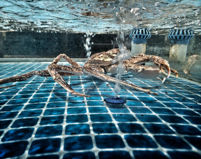 A spider crab hanging out in a water tank between two jets of bubbles.