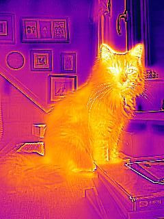 Photo of a cat sitting and looking at the camera, taken with a FLIR  thermal imaging camera, so it's a heat map of the cat. Its head is glowing bright yellow, especially its eyes and ears. The rest of the body is coloured a softer orange against the red and purple of the cooler background of the rest of the room.