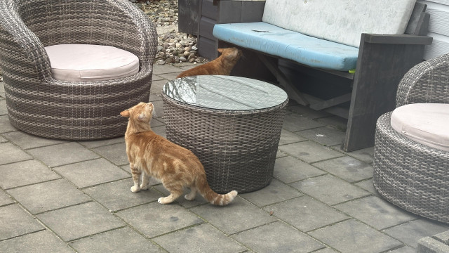George and Washy exploring the garden this morning