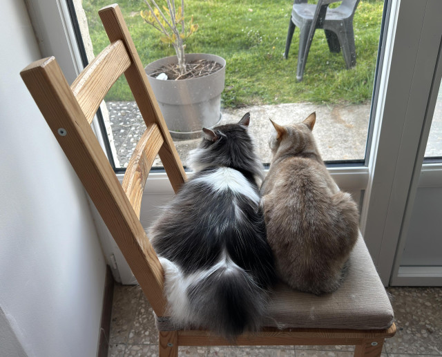 on a wooden chair with a grey cushion and its back to the left of the image are sat two cats. the one on the left is floofy black and white, and the one on the right is beige-black-white. they're looking out through a glass door to a grassy garden beyond. both their heads are turned slightly to the left, as they've just seen something ... 