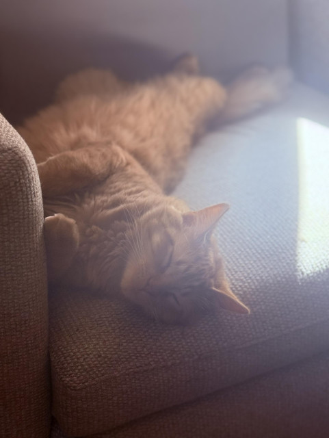 My orange cat, Roux, twisted on his back stretched out sleeping in a grey chair