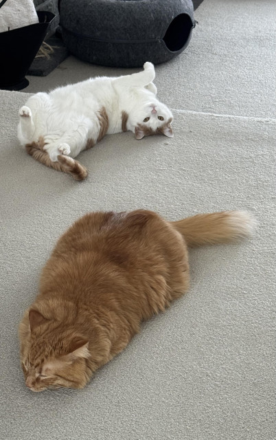 Two cats are lounging on a light-colored carpet. One cat is orange and sleeping, while the other, a white cat with orange patches, is lying on its back with its belly exposed. A cozy cat bed is visible in the background.