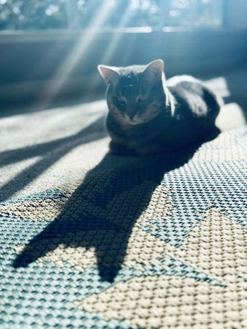 A gray tabby cat in loaf form in front of a window. The sunlight streaming in behind casts the cat’s shadow large with prominent pointy ears 