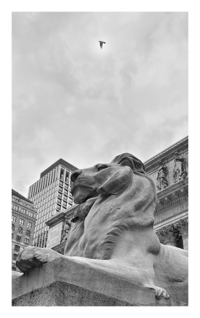 Black and white photo of Fortitude, half of the pair known as Patience and Fortitude, the sculpted marble lions guarding the entrance to the New York Public Library at Fifth Avenue and 42nd Street. The photo is taken from the foot of the sculpture’s granite pedestal so that Fortitude looms over the viewer, his head wreathed in a sweeping mane and his huge forepaws extended forward, as he casts his stern gaze up and left. Behind him is a glimpse of the library’s ornate marble facade and some other high-rise buildings beyond. A distant pigeon soars overhead in a cloudy sky, directly above the lion’s head.