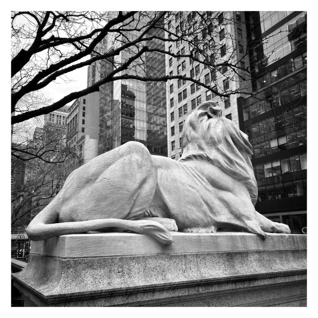 A black and white photo of Fortitude, the sculpted marble lion on the north corner of the New York Public Library at Fifth Avenue and 42nd Street. While most images of Fortitude justifiably feature his striking, handsome face, this photo is taken from the side and slightly behind, featuring more of the contours of his flank, haunch, and tail as he surveys the high-rise buildings across the street. Dark, leafless tree branches push in from the left and arch overhead.