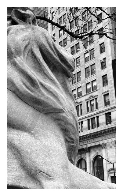 Black and white closeup of Fortitude the sculpted marble lion at the north corner of the New York Public Library at Fifth Avenue and 42nd Street. The photo is shot from the side and slightly behind, emphasizing the sweep of the lion’s mane and the texture of the marble. The sculpture occupies roughly the entire left half of the image, with Fortitude’s head turned away to gaze at the facades of high-rise buildings in the photo’s right half. Some dark, slender tree branches stretch overhead.