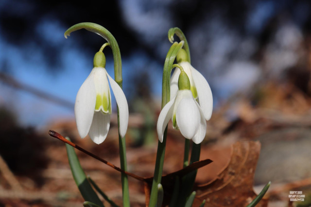 Photograph of a trio of bell-shaped, white snowdrop flowers dangling from small, bowed stems. The flowers have three longer petals sheltering more tightly packed central petals that have a blush of green on the lower tips.