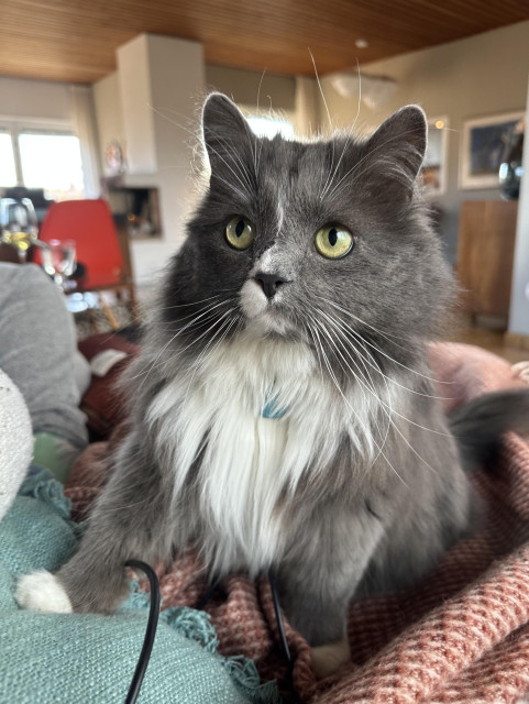 En grå och vit långhårig katt med otroligt bedjande gröna ögon 