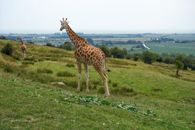 A scenic view of two giraffes on a grassy hillside at Port Lympne Reserve in Kent, England. Both giraffes, with their distinctive orange and white patchwork coats, face away from the camera, standing gracefully against the backdrop of the rolling countryside. The landscape stretches into the distance, featuring lush green hills, clusters of trees, and open fields under a soft, overcast sky.