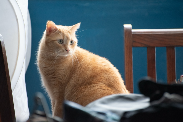 A small ginger cat sits on a crowded table in front of a blue wall. 