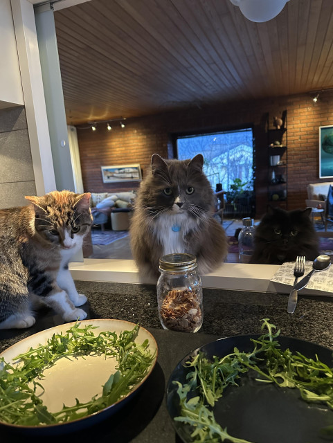 Tre katter sitter på en köksbänk och tittar på pågående matlagning 