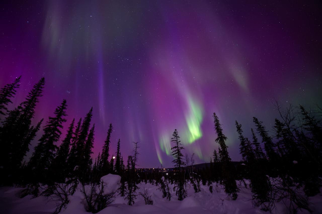 Vivid aurora borealis fills the entire sky over the Goldstream Valley near Fairbanks, Alaska on the night of March 20, 2026. Broad sweeping curtains of deep purple and magenta dominate the upper sky, with bright green aurora streaking upward through the center-right of the frame. Black spruce trees are silhouetted across the foreground against a snow-covered landscape. A faint moon is visible low on the horizon between the trees, with distant town lights glowing beneath it. Stars are visible throughout the sky between the aurora curtains.