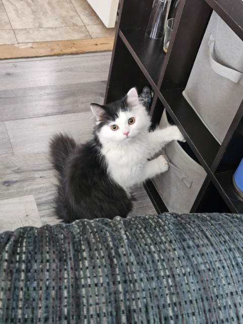 Oy the kitten looks up from where he was interrupted mid-crime, one paw still in the storage bucket he was criming. He looks very innocent for somebody with his literal paw still in the metaphorical cookie jar. His face & front half are white and his back & top of his head are black. 