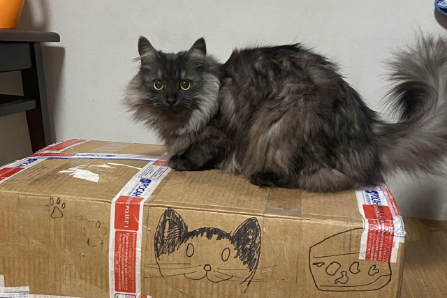 My fluffy cat Baton is sitting on a huge package decorated with a picture of my cat Syrnik and covered in packing tape