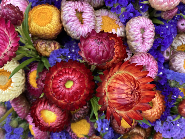 Red , yellow and pink strawflower blooms with statice intermixed. 