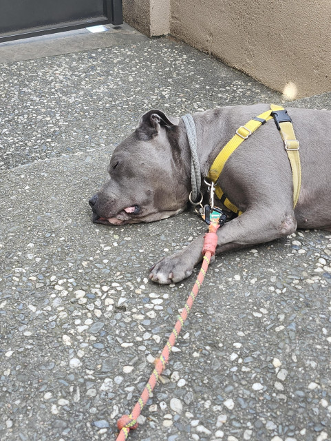 Big blue nose pit snoozing on his side on the cool shaded porch landing with his leash extended.