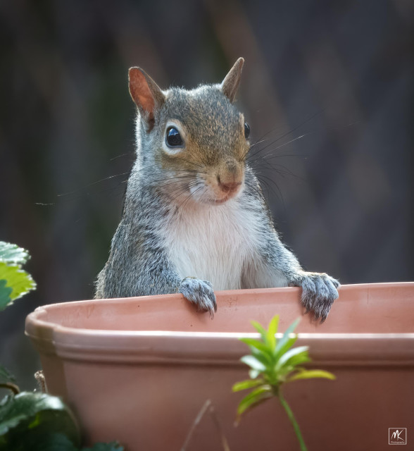 Color photo of an eastern grey squirrel with its head raised up from behind a terracotta colored planter and its front paws resting on the planter’s rim.