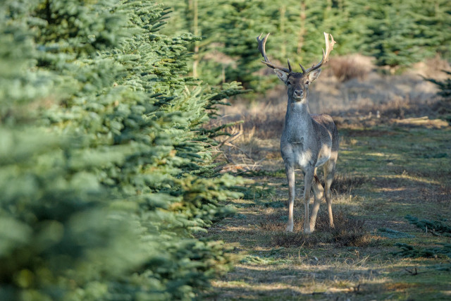 Fallow buck, unsure if I'm there.