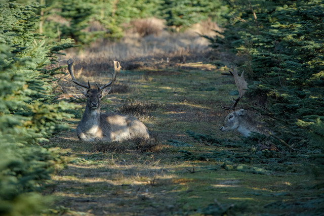 Fallow bucks resting.