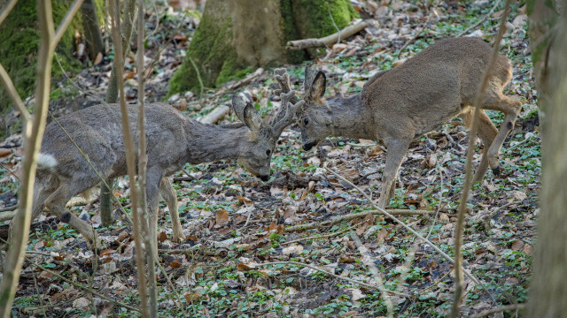 Roe bucks fighting