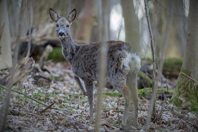 Roe deer looking in my direction, but didn't see me.