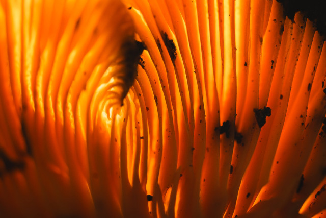 A macro photograph of the gills of an orange mushroom that was growing on a fallen over birch tree. The mushroom is sunlit from the cap side, making the gills appear to be glowing from the translucency of the mushroom.

The gills run roughly vertically, with the ones to the left bending right and the ones on the right bending left, making it appear a bit like a glowing arched vault.

On some of the gills there are dark debris, giving a bit of texture to the photo.