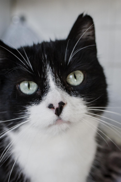 Porträt vom Kater Phips. Er schaut direkt in die Kamera