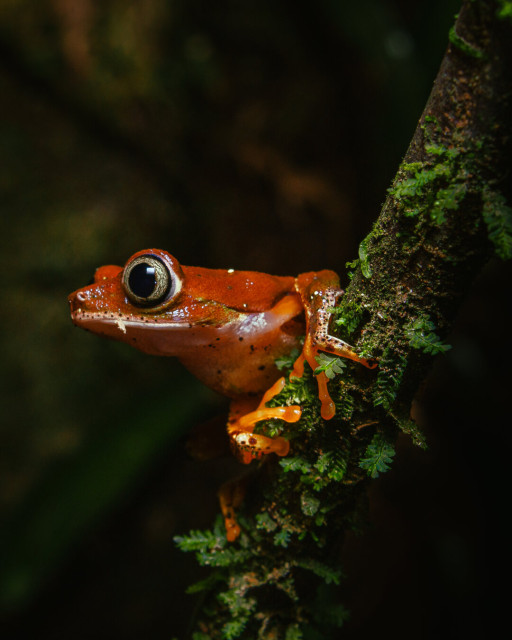 fotografia de natureza feita à noite mostrando uma perereca avermelhada agarrada em um galho sobre fundo escuro de floresta. O animal está em um galho vertical encarando a imensidão à sua frente, agarrado como quem se prepara para saltar para longe.